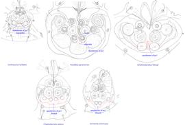  Fig. 11. Attachment organs of phoretic deutonymphs of the family Chaetodactylidae, showing the structure of apodemes of  ps1 .  Roubikia  is unique in having these apodemes fused anteriorly and separate posteriorly. 