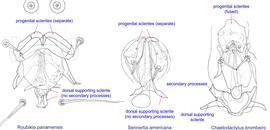  Fig. 14. External genital appartus of males of  Roubikia ,  Sennertia , and  Chaetodactylus , showing key diagnostic features of  Chaetodactylus:  fused progenital sclerites and dorsal supporting sclerite with secondary processes. 