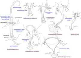  Fig. 13. Spermatheca and inseminatory canal of Chaetodactylidae.  Roubikia  is unique in having a cylindrical inseminatory canal that protrudes into the spermatheca and distinct, filariform spermatophores. In other chaetodactylid genera, the inseminatory canal is distinctly widened at its entrance to the spermatheca and does not protrude into the spermatheca; spermatophores are absent. 