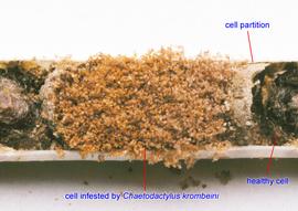  Fig. 18.  Chaetodactylus krombeini  mites in a brood cell of the blue orchard bee  Osmia lignaria;  photo by USDA-ARS. 