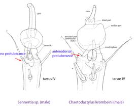  Fig. 15. The presence of an anterodorsal protuberance on tarsi I-IV of males is a unique feature of  Chaetodactylus . For comparison, tarsus IV of Sennertia sp. is also shown. 