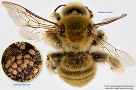  Fig. 6. Phoretic deutonymphs of  Diadasiopus eickworti  on bee  Diadasia opuntiae;  photo by Lindsey Seastone & Laura Hartmann, ITP. 