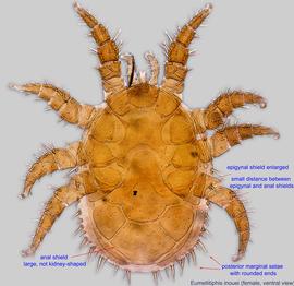  Fig. 2.  Eumellitiphis inouei  female, ventral view. 