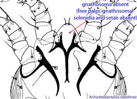  Fig. 2. Anteroventral region of the phoretic deutonymph of  Achaetodactylus ceratinae,  showing the absence of the gnathosoma; drawing courtesy of Belgian GTI Focal Point 2009, http://www.taxonomy.be. 