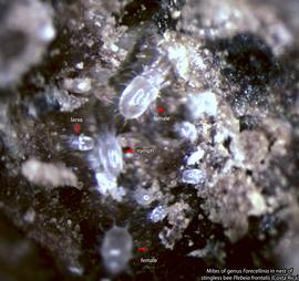  Fig. 9. Mites of genus  Forcellinia  in nest of stingless bee  Plebeia frontalis  from Costa Rica. 