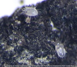  Fig. 10.  Forcellinia  on moldy material of nest of stingless bee  Partamona orizabaensis  from Costa Rica. 