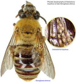  Fig 26. Phoretic deutonymphs of  Histiostoma inquilinus  on bee  Xenoglossa strenua;  photo by Lindsey Seastone & Laura Hartmann, ITP. 