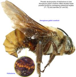  Fig. 25. Phoretic deutonymphs of  Histiostoma  on bee  Xenoglossa gabbii crawfordi.  Mites situated inside pockets formed by overlapping metasomal tergites (T1, T2) and sternites (S1 and S2); photo by Lindsey Seastone & Laura Hartmann, ITP. 