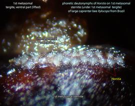  Fig. 18. Phoretic deutonymphs of  Horstia  on 1st metasomal sternite (under 1st metasomal tergite) of large carpenter bee  Xylocopa  from Brazil. 