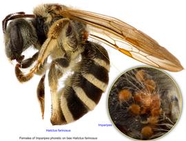  Fig. 9. Females of  Imparipes  phoretic on bee  Halictus farinosus;  photo by Lindsey Seastone & Laura Hartmann, ITP. 