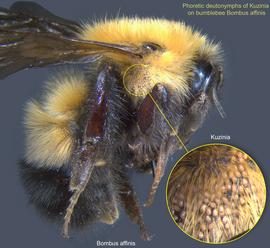  Fig. 13. Phoretic deutonymphs of  Kuzinia  on bumblebee  Bombus affinis ; photo by Barry OConnor, University of Michigan. 