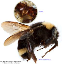  Fig. 12. Phoretic deutonymphs of  Kuzinia  on bumblebee  Bombus californicus ; photo by Barry OConnor, University of Michigan. 