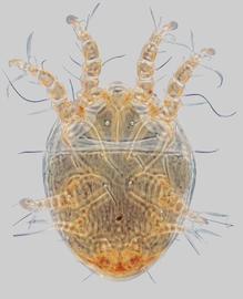  Fig. 1.  Roubikia imberba  phoretic deutonymph, dorsal view. 