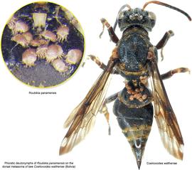  Fig. 5. Phoretic deutonymphs of  Roubikia panamensis  on the dorsal metasoma of bee  Coelioxoides waltheriae.  