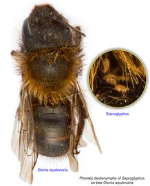  Fig. 13. Phoretic deutonymphs of  Saproglyphus  on bee  Osmia aquilonaria;  photo by Lindsey Seastone & Laura Hartmann, ITP. 