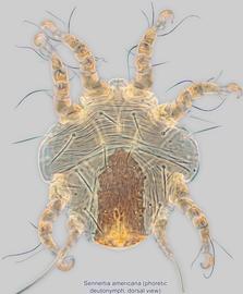  Fig. 1.  Sennertia americana  phoretic deutonymph, dorsal view. 