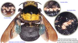  Fig. 20. Phoretic deutonymphs of  Horstia trifilis  and  Sennertia bifilis  on bee  Xylocopa coronata combinata . 