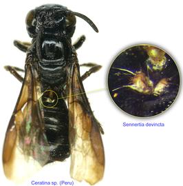  Fig. 14. Phoretic deutonymphs of  Sennertia devincta  at the entrance of the metasomal acarinarium of bee  Ceratina  sp. from Peru. 