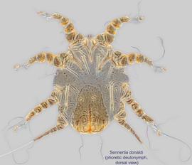  Fig. 5.  Sennertia donaldi  phoretic deutonymph, dorsal view. 