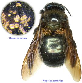  Fig. 10. Phoretic deutonymphs of  Sennertia segnis  on the large carpenter bee  Xylocopa californica . 