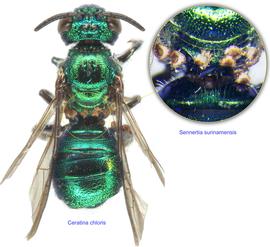  Fig. 13. Phoretic deutonymphs of  Sennertia  surinamensis   on bee  Ceratina chloris . 