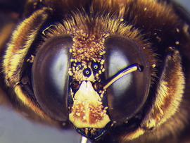  Fig. 12. Phoretic deutonymphs of  Sennertia tanythrix  dispersing on the head of the large carpenter bee  Xylocopa torrida . 