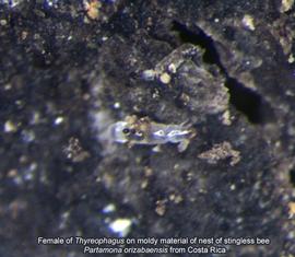  Fig. 13. Female of  Thyreophagus  on moldy material of nest of stingless bee  Partamona orizabaensis  from Costa Rica. 