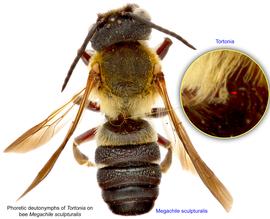  Fig. 11. Phoretic deutonymphs of  Tortonia  on bee  Megachile sculpturalis;  photo by Lindsey Seastone & Laura Hartmann, ITP. 