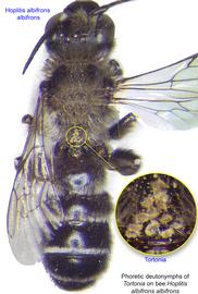  Fig. 13. Phoretic deutonymphs of  Tortonia  on bee  Hoplitis albifrons albifrons . 