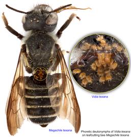  Fig. 15. Phoretic deutonymphs of  Vidia texana  on leafcutting bee  Megachile texana;  photo by Lindsey Seastone & Laura Hartmann, ITP. 