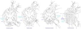  Fig. 17. Cupules  im  of deutonymphs of Chaetodactylidae. The genus  Sennertia  is unique in having cupules im situated at the level of trochanters III, while in other genera these cupules are situated posterior to the level of trochanters III. Also, cupules  im  are dorsal in  Sennertia  and ventral in all other genera (but may appear dorsal on slide-mounted specimens of  Chaetodactylus , due to flattening). 