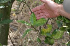            Leaf chlorosis on citrus due to greening.   