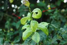           Leaf symptom - gondol like   leaves with inverted cupping on young leaves.   
