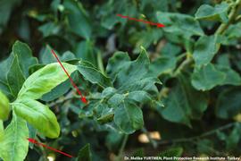            Leaf symptom - distorted,   puckered both young and old leaves.   
