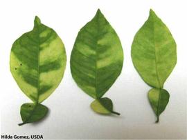            Leaf symptoms - bottom surface of  Citrus aurantium  (sour   orange) showing classic HLB mottling.   