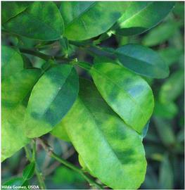            Leaf symptom - asymmetrical pattern of the HLB mottling on  Citrus   macrophylla  (alemow).   