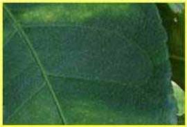            Mottling that crosses the leaf lateral veins.   