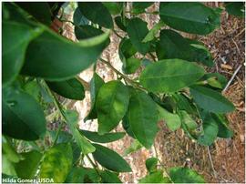            Leaf symptom - HLB mottling progression on  Citrus aurantifolia    (Persian lime) - Middle.   