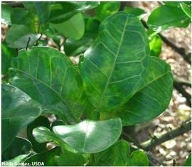            Leaf symptom - HLB symptoms on  Citrus maxima    (pummelo).   