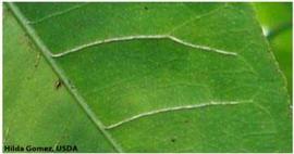            Corky veins on  Citrus aurantium  (sour orange)   leaf.   
