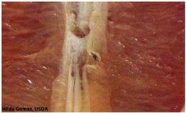            Close-up of aborted seeds.   