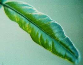            Leaf mottle and tip notches on rough lemon 10 weeks after inoculation with   CCDV.  Courtesy EcoPort ( http://www.ecoport.org ), Kersting   U.   