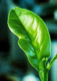  The first symptom of citrus chlorotic dwarf on a leaf of a rough lemon seedling after inoculation. Note the notch on the left margin of the leaf, which is symptomatic for this disease. Courtesy EcoPortnbsp;
